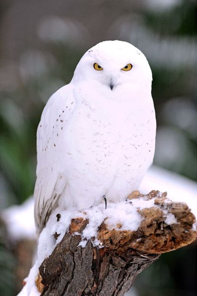 Even owls like the white stuff.